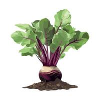 Fresh organic salad with purple common beetroot icon isolated vector