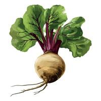 Fresh ripe turnip root vegetables icon isolated vector