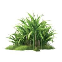 Fresh green grass grows in nature bamboo icon isolated vector