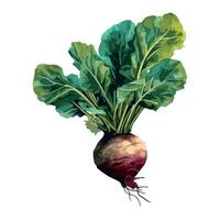 Fresh organic salad with ripe common beetroot icon isolated vector