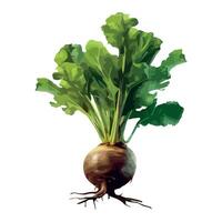 Fresh common beetroot vegetable icon isolated vector