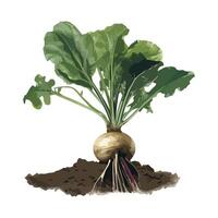 turnip vegetables grow in nature organic icon isolated vector