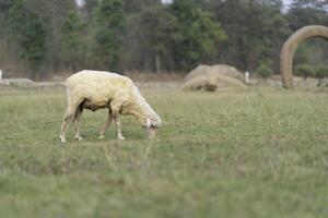 Image of sheep grazing on a green meadow on natural blurred background. photo