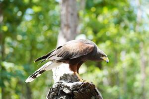 Closeup and side view of Haris's Hawk on timber and blurred of natural forest background. Haris's Hawk is a medium-large bird of prey that breeds from the southwestern United States south to Chile, photo