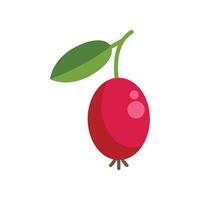Ripe red berry hanging from branch with leaf illustration vector
