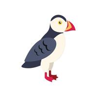 Atlantic puffin bird standing on white background vector