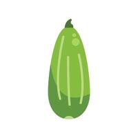 Green zucchini squash growing on vine with white background vector