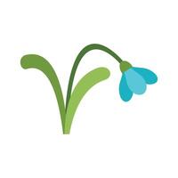 Blue snowdrop flower growing with stem and leaves vector