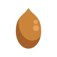 Whole macadamia nut with shell showing three eyes vector