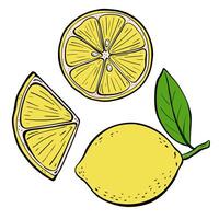An Illustration featuring Fresh Lemon and Slices accompanied by a Green Leaf Design. vector