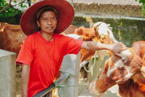 An Indonesian cattleman touching and patting the livestock cow for sacrifices he has in the farm. Eid Al Adha concept. photo