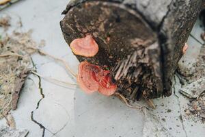 A log with bracket fungus or Polypore mushrooms growing on it. The log is on a concrete surface. photo