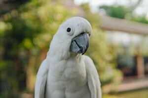 Sulphur-crested cockatoo, a white parrot with a yellow beak stands on a ledge. photo