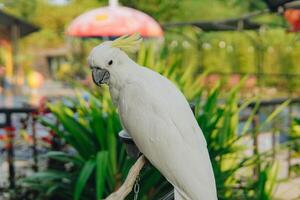 Sulphur-crested cockatoo, white parrot with yellow beak stands on a ledge looking at the camera. photo