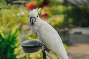 Sulphur-crested cockatoo, white parrot with yellow beak stands on a ledge looking at the camera. photo