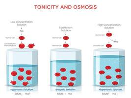 Tonicity and Osmosis Understanding Cell Volume Changes and Water Movement vector