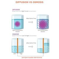 Diffusion vs Osmosis Key Differences in Particle and Water Movement vector
