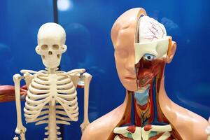 Models for studying human internal organs and anatomy photo