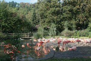 A group of pink flamingos at the water edge in a natural setting photo