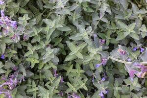 Lush Green Catnip Plant with Purple Flowers in Full Bloom. photo
