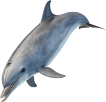 Playful Dolphin Swimming with Vibrant Cheerful Color Splash. . png