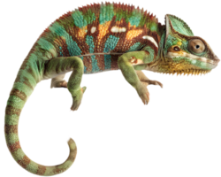 Whimsical Chameleon Clipart for Fun and Colorful Festive Crafts. . png