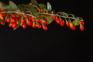 fresh ripe red goji berries on a branch, isolated on black background photo