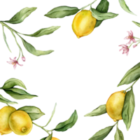 Lemon Fruits and pink flower square Frame. Hand drawn watercolor illustration of Border with Citrus branches on white isolated background. Drawing with tropical fruit lemon for food design. png