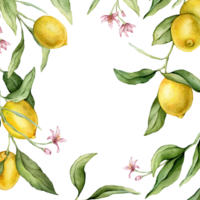 Lemon Fruits and pink flower square Frame. Hand drawn watercolor illustration of Border with Citrus branches on white isolated background. Drawing with tropical fruit lemon for food design. png