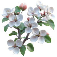 apple tree flowers on a branch, transparent background png