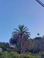 Tropical palm tree with its ripe fruit prominently displayed. The palm tree is surrounded by trees photo