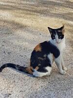 calico cat sits quietly on the floor, surrounded by mottled patterns of soft sunlight and shadow photo
