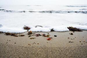 seaweed - washed up on the sand by the waves photo