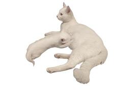 white cat breastfeeding her kitten isolated on white background photo