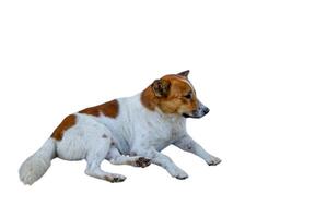 mongrel isolated on white background. photo