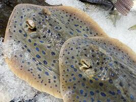 two stingrays on ice, fresh stingray photo