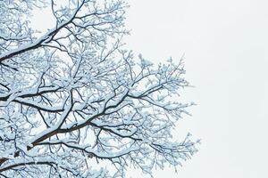 winter trees on snow. winter dry branches of trees in the snow. the bottom view. place for text photo