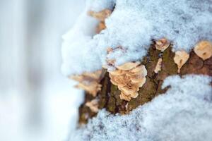 Wood mushroom on a tree trunk in a winter forest. place for text photo