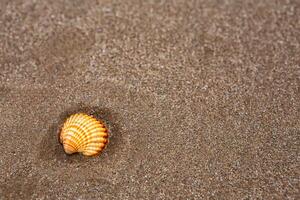 natural shells on the seashore close-up. Beach summer background photo