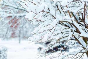 winter trees on snow. winter dry branches of trees in the snow. photo