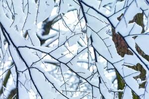 winter trees on snow. winter dry branches of trees in the snow. the bottom view. place for text photo