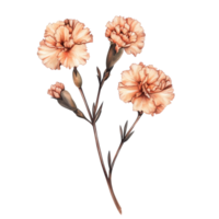 Apricot Carnation Flower Branch Isolated on White Background for Floral Arrangements on transparent background png