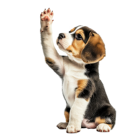 Beagle Puppy Giving a High Five Isolated on White Background on transparent background png