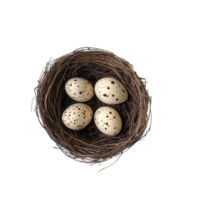 Close-up of a Bird Nest Featuring Eggs for Nature Documentation on transparent background png