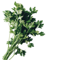 Fresh Parsley Bunch for Culinary Use and Garnishing on transparent background png
