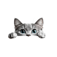 Curious Cat Peeking Over Web Banner for Creative Designs on transparent background png