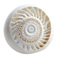 Close Up of a White Seashell with Intricate Spiral Design for Decorative Use on transparent background png
