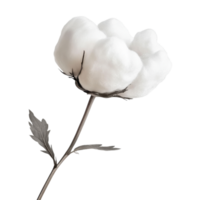 Cotton Blossom Isolated on White Background for Floral Designs and Textiles on transparent background png