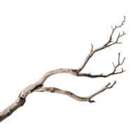 Dry Tree Branch Perfect for Nature Photography and Artistic Compositions on transparent background png