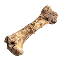 Fossilized Bone for Natural History and Museum Displays on transparent background png